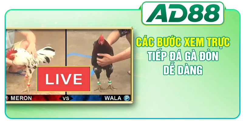 Các bước xem trực tiếp đá gà đòn dễ dàng