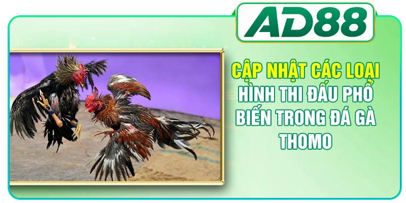 Cập nhật các loại hình thi đấu phổ biến trong đá gà Thomo