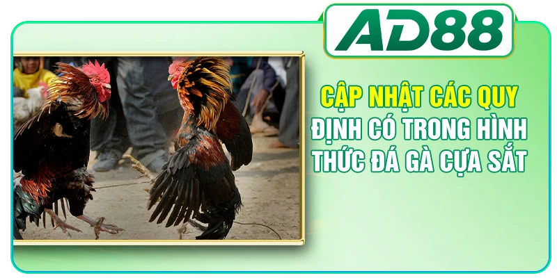 Cập nhật các quy định có trong hình thức đá gà cựa sắt