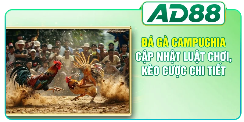 Đá Gà Campuchia - Cập Nhật Luật Chơi, Kèo Cược Chi Tiết