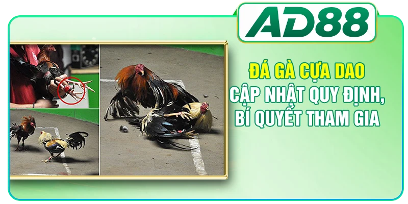 Đá Gà Cựa Dao - Cập Nhật Quy Định, Bí Quyết Tham Gia