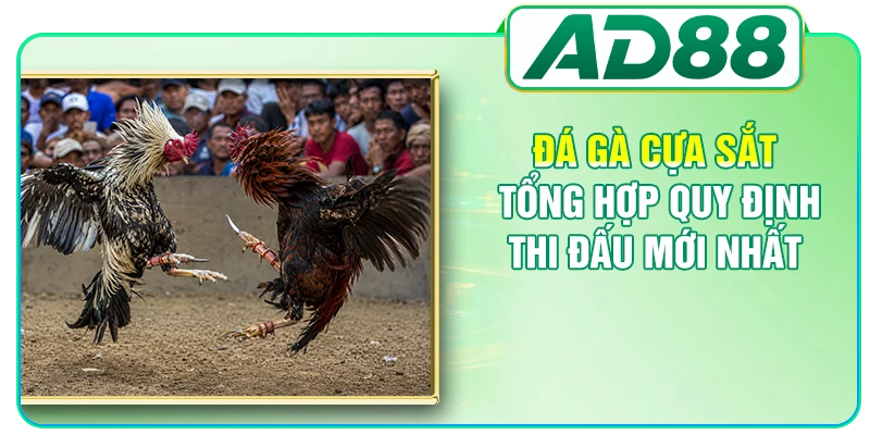 Đá Gà Cựa Sắt - Tổng Hợp Quy Định Thi Đấu Mới Nhất