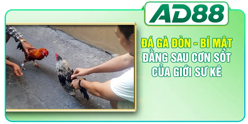Đá Gà Đòn - Bí Mật Đằng Sau Cơn Sốt Của Giới Sư Kê