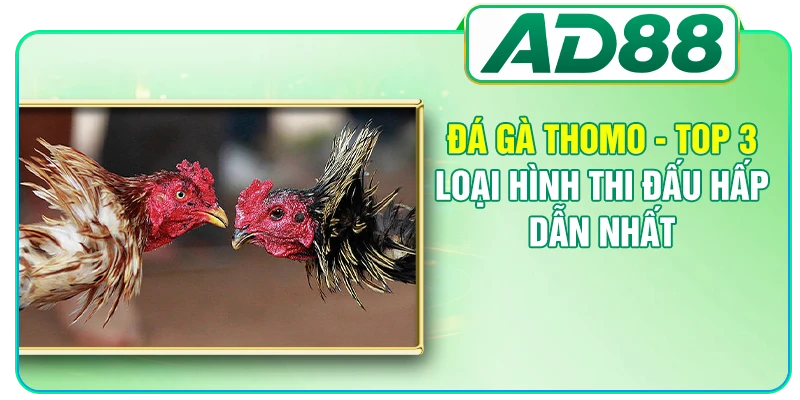 Đá Gà Thomo - Top 3 Loại Hình Thi Đấu Hấp Dẫn Nhất