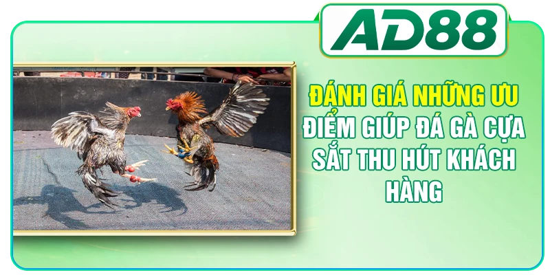 Đánh giá những ưu điểm giúp đá gà cựa sắt thu hút khách hàng