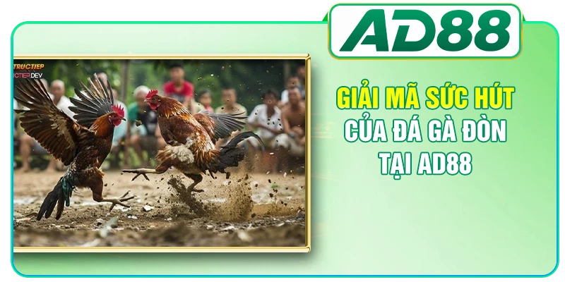 Giải mã sức hút của đá gà đòn tại AD88