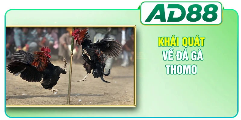 Khái quát về đá gà Thomo