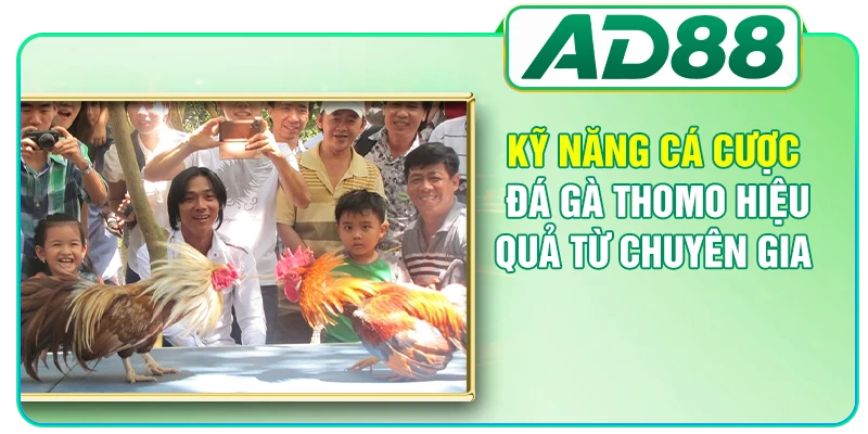 Kỹ năng cá cược đá gà Thomo hiệu quả từ chuyên gia