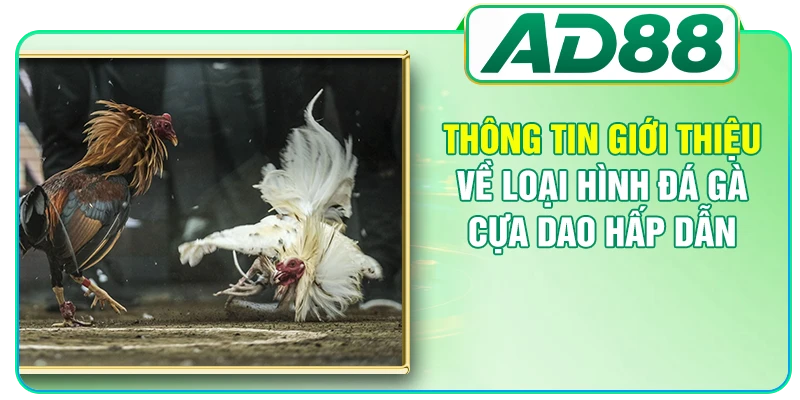 Thông tin giới thiệu về loại hình đá gà cựa dao hấp dẫn