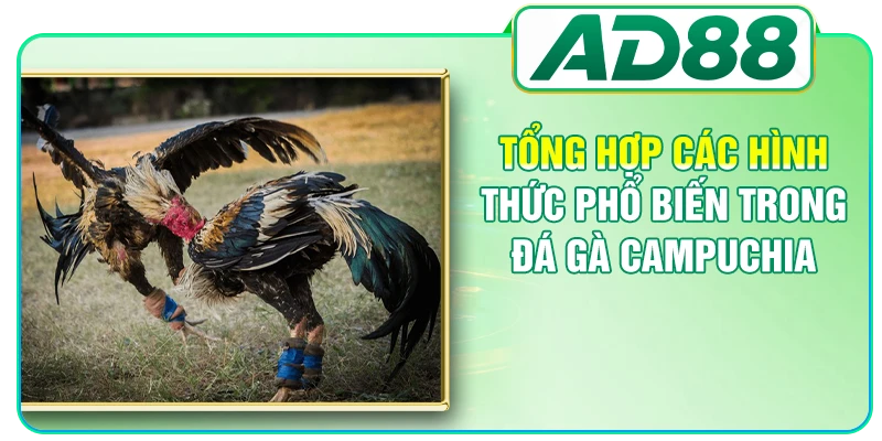 Tổng hợp các hình thức phổ biến trong đá gà Campuchia