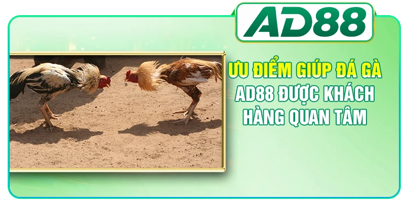 Ưu điểm giúp đá gà AD88 được khách hàng quan tâm