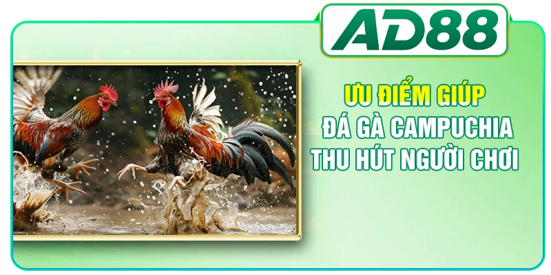 Ưu điểm giúp đá gà Campuchia thu hút người chơi